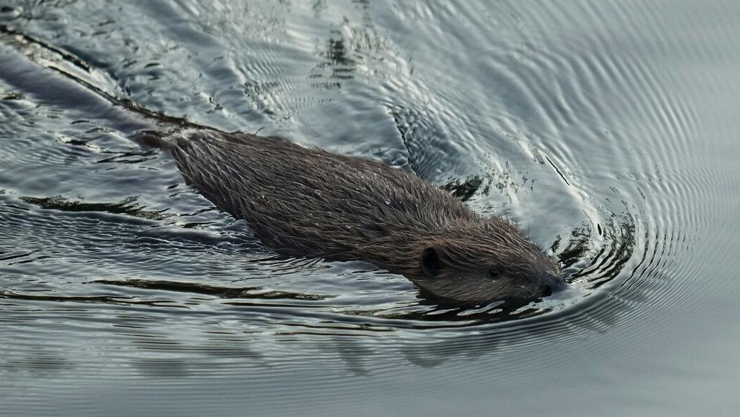 Leave it to beavers: California taps critters to help with water issues, wildfires